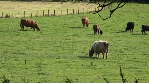 Dairy cows in field on farm Stock Footage 65408341