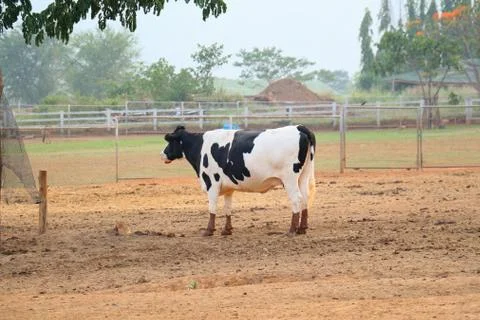 Dairy cows in a field Foto stock