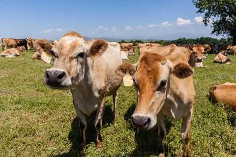 Dairy Cows Field Stock Photos