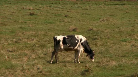 Dairy Cows Video stock 12364280