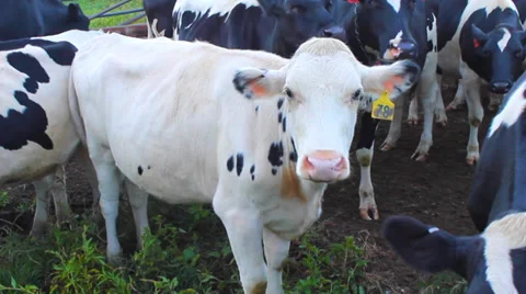 Dairy Cows Stock Footage 37826475
