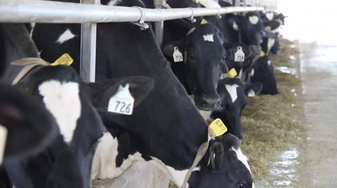 DAIRY COWS Video stock 56345011