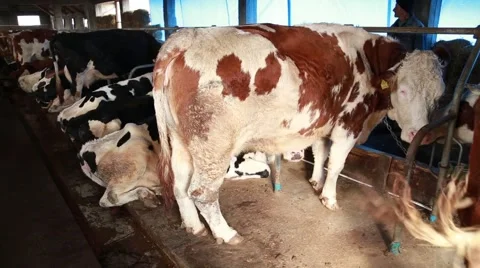 Dairy cows Stock-Footage 58862513