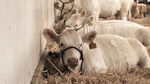 Dairy Cows Vídeo Stock 80533339