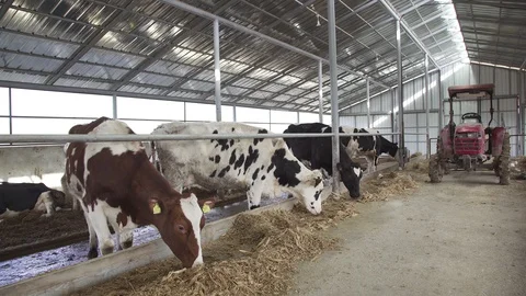 Dairy Cows Stock Footage 102549234