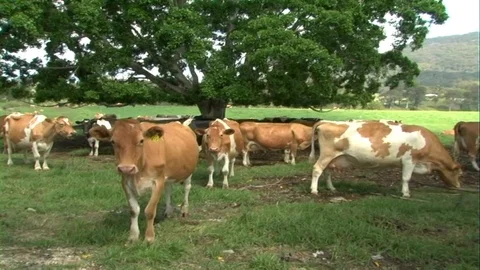 Dairy cows Stock Footage 107037228