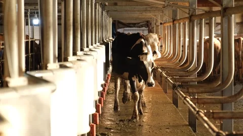 Dairy cows going to milk in the barn Stock Footage 294001254