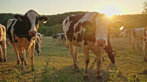 Dairy Cows Grazing in Backlit Sunset Pasture Stock Footage 344563385