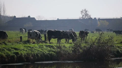 Dairy cows grazing in a field Stock Footage 38821411