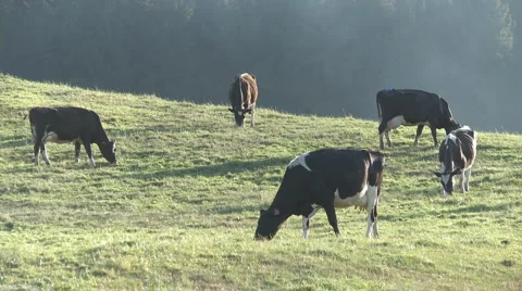 Dairy cows grazing Stock Footage 940394
