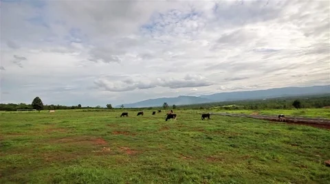 Dairy cows grazing Stock Footage 52432804