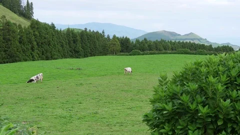 Dairy cows grazing in green field in azores portugal 4k Stock Footage