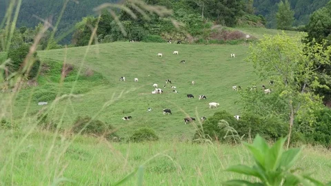 Dairy cows grazing in green field in azores portugal slow motion 4k Stock Footage