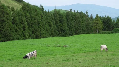 Dairy cows grazing in green field in azores portugal slow motion 4k Stock Footage