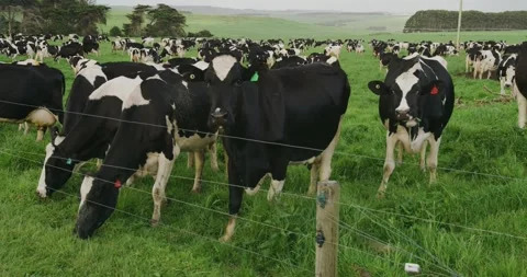 Dairy Cows Grazing In Paddock  8K Видео 330528044
