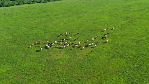 Dairy cows herd in a pasture. Stock Footage 132876512