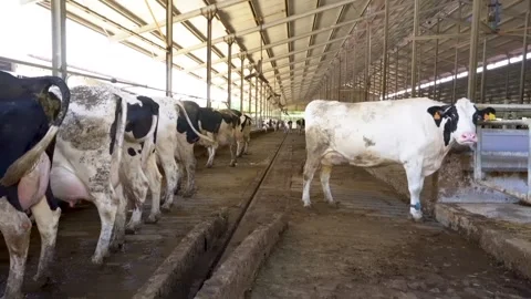 Dairy cows inside a modern barn stall Stock Footage 340519310
