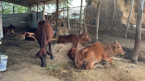 Dairy cows lie calmly inside a barn enclosure with partitions and feeding areas 库存影片 329372630