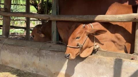 Dairy cows lie calmly inside a barn enclosure with partitions and feeding areas 库存影片 329680403