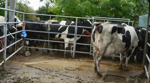 Dairy cows lined up to be milked Stock Footage 43240759