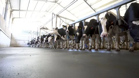 Dairy cows lined up in a bright modern farm barn Stock Footage 340518776