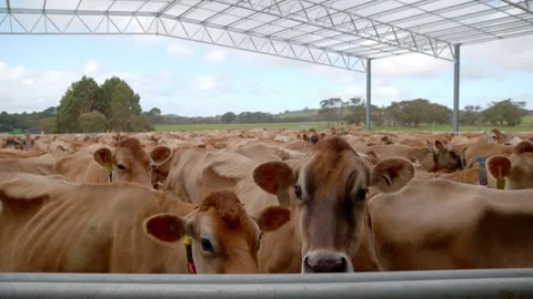 Dairy cows in mass 4k Stock Footage 311690378