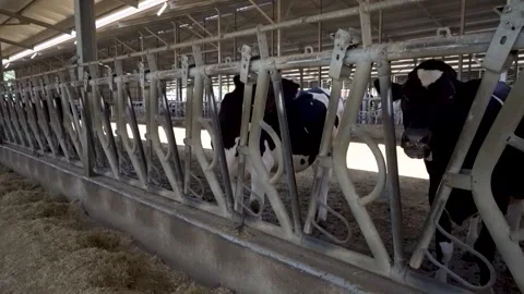 Dairy cows in metal headlocks inside a modern farm barn Stock Footage 340519963