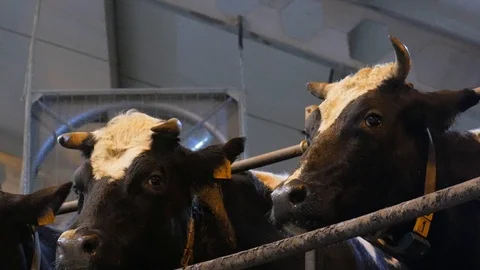 Dairy cows on milking machine. Automated equipment for milking cows dairy farm Stock Footage 128767578