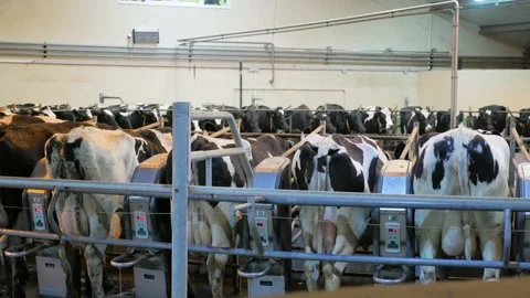Dairy cows on milking machine. Automated equipment for milking cows on dairy far Stock Footage 211193653