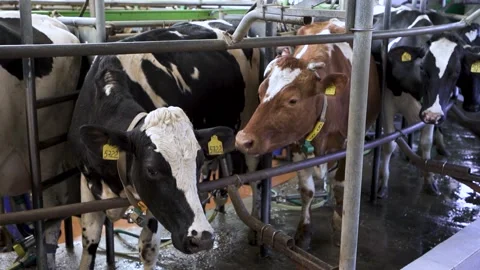 Dairy cows on milking machine. Automated equipment for milking cows dairy farm Stock Footage 236947159