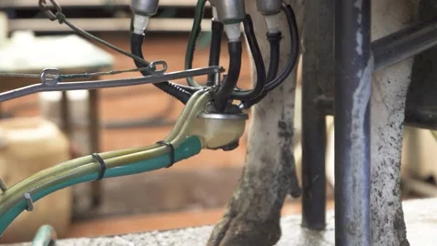 Dairy cows on milking machine. Automated equipment for milking cows dairy farm Stock Footage 236947497