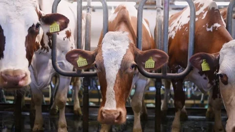 Dairy cows in a milking parlor with identification tags, close-up of brown and Video stock 293063809