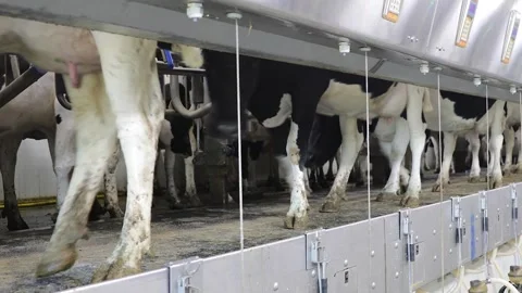 Dairy cows moving into milking parlor on a modern industrial farm ready for.. Stock Footage 337158963