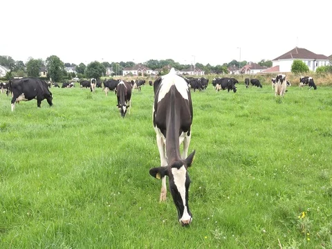 Dairy cows munching grass in a field. Stock Footage 82257348