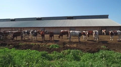 Dairy cows in  open corral on summer day 스톡 동영상 66250388