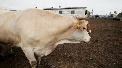 Dairy cows in paddock at the farm 库存影片 62411315