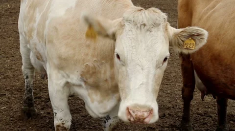 Dairy cows in paddock at the farm Vidéo 62411453
