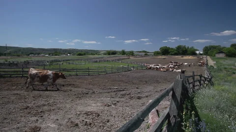 Dairy cows in paddock at the farm Stock Footage 62411808