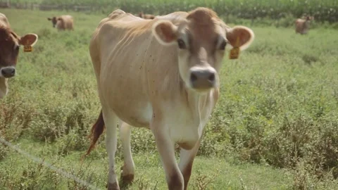 Dairy Cows in a Pasture  Stock Footage 250140448