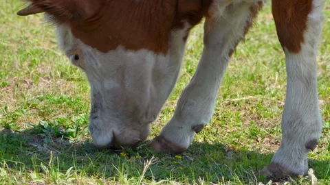 Dairy cows in the pastures of Inner Mongolia Video stock 330278819