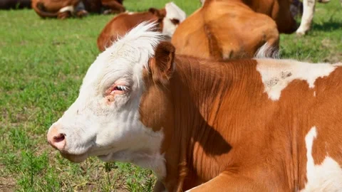 Dairy cows in the pastures of Inner Mongolia Stock Footage 330278838