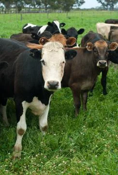 Dairy cows Stock Photos