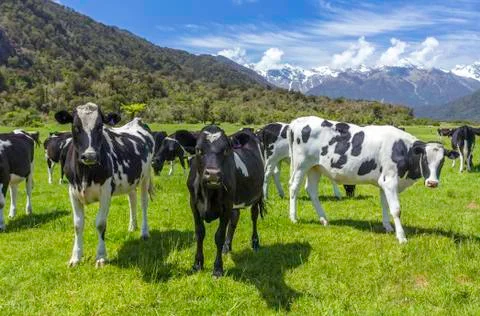 Dairy cows Stock Photos