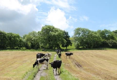 Dairy Cows. Stock Photos