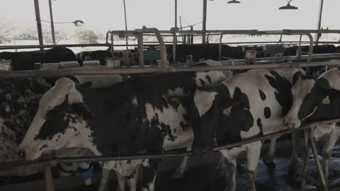 Dairy cows in position for mechanical milking Stock Footage 133432646