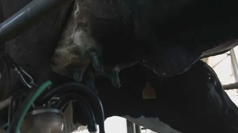 Dairy cows in position for mechanical milking Stock Footage 133432853
