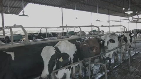 Dairy cows in position for mechanical milking Stock Footage 133432941