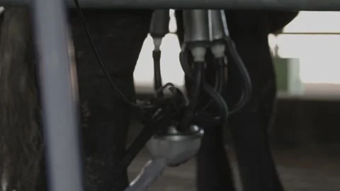 Dairy cows in position for mechanical milking Stock Footage 133432966