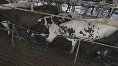 Dairy cows in position for mechanical milking Stock Footage 133432988