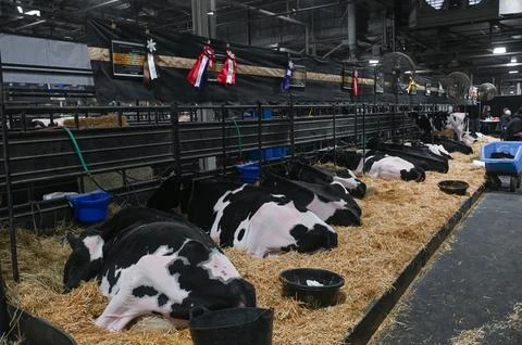 Dairy cows resting inside The Royal Agricultural Winter Fair Stock Photos
